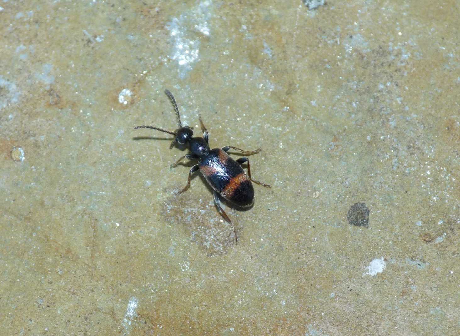 Anthicus laeviceps dell''Isola d''Elba